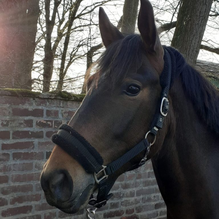 Balou streckt Zunge raus Pferd streckt Zunge raus