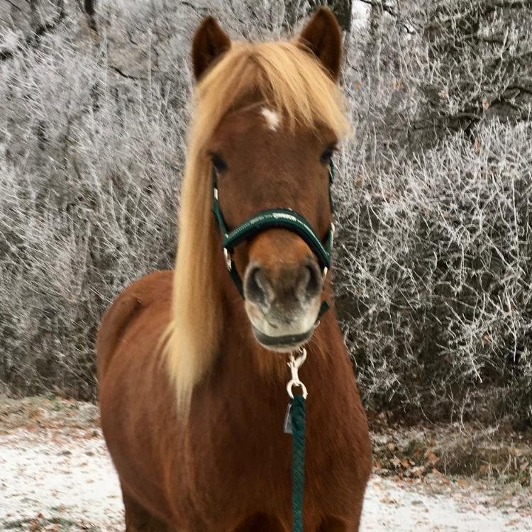 Va guckt süß süßer Isländer in Lüdinghausen