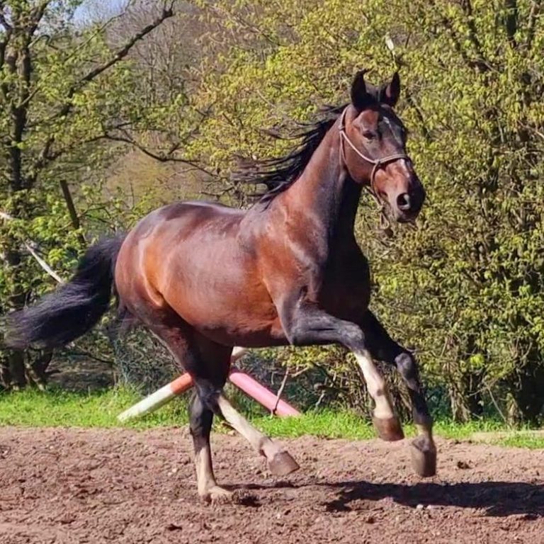 Ramina glücklich galoppierendes, glückliches Pferd