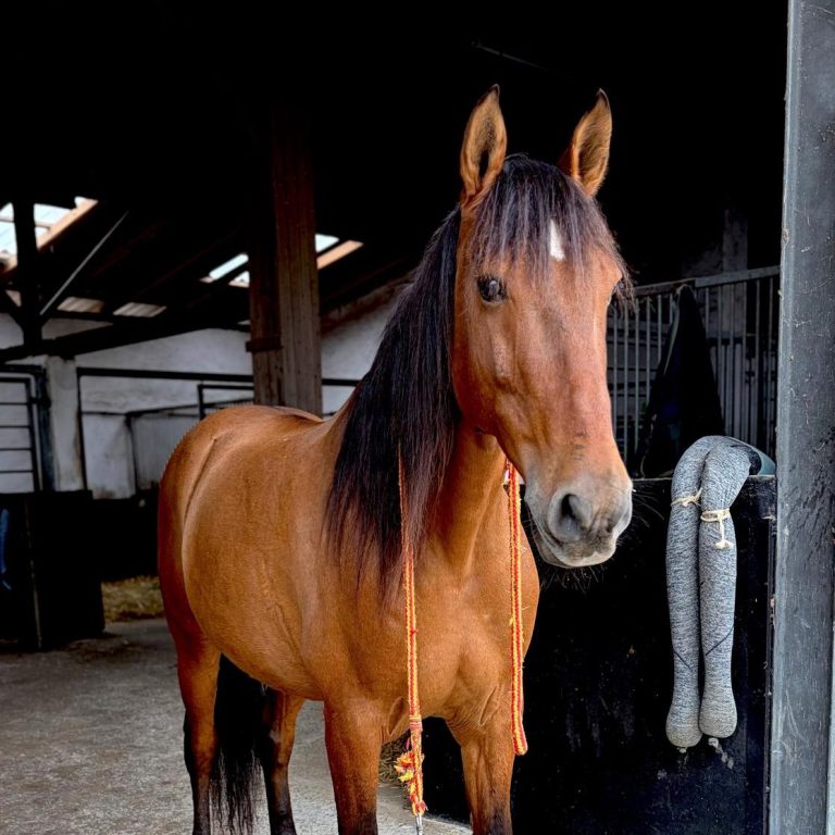 Ventura in Hilden Pferd in Stallgasse in Hilden