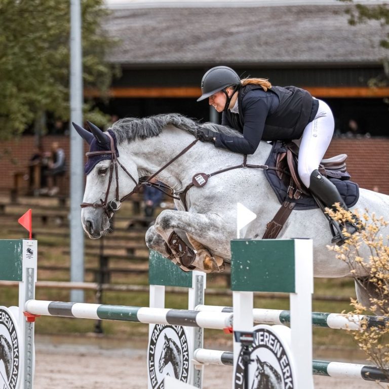 Cody guckt schön Pferd schaut in die Sonne