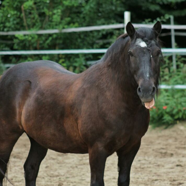 Balou streckt Zunge raus Pferd streckt Zunge raus