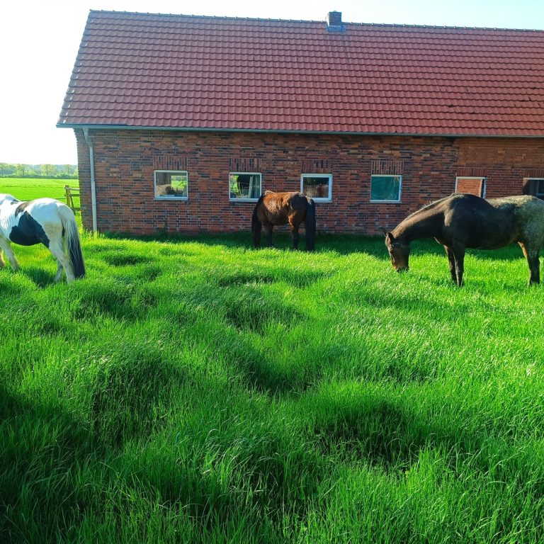 Balou streckt Zunge raus Pferd streckt Zunge raus