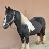 Murphy in Hilden Pferdephysiotherapie an Tinker in Hilden