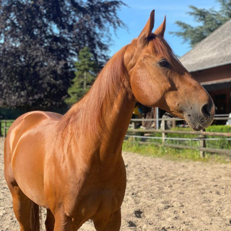 Cody guckt schön Pferd schaut in die Sonne