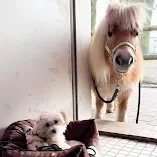 Cody guckt schön Pferd schaut in die Sonne